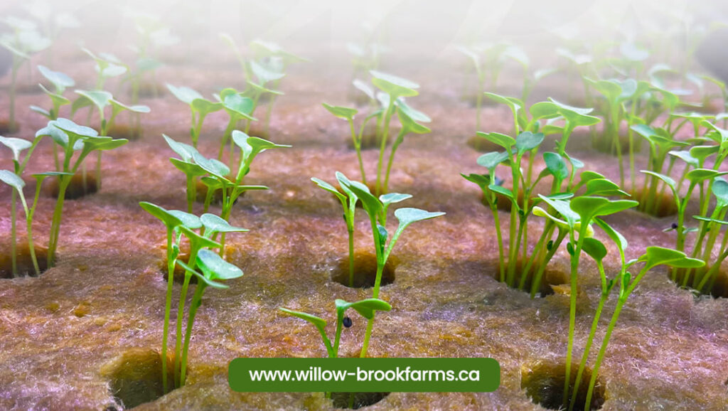 Commercial Hydroponic Systems Canada